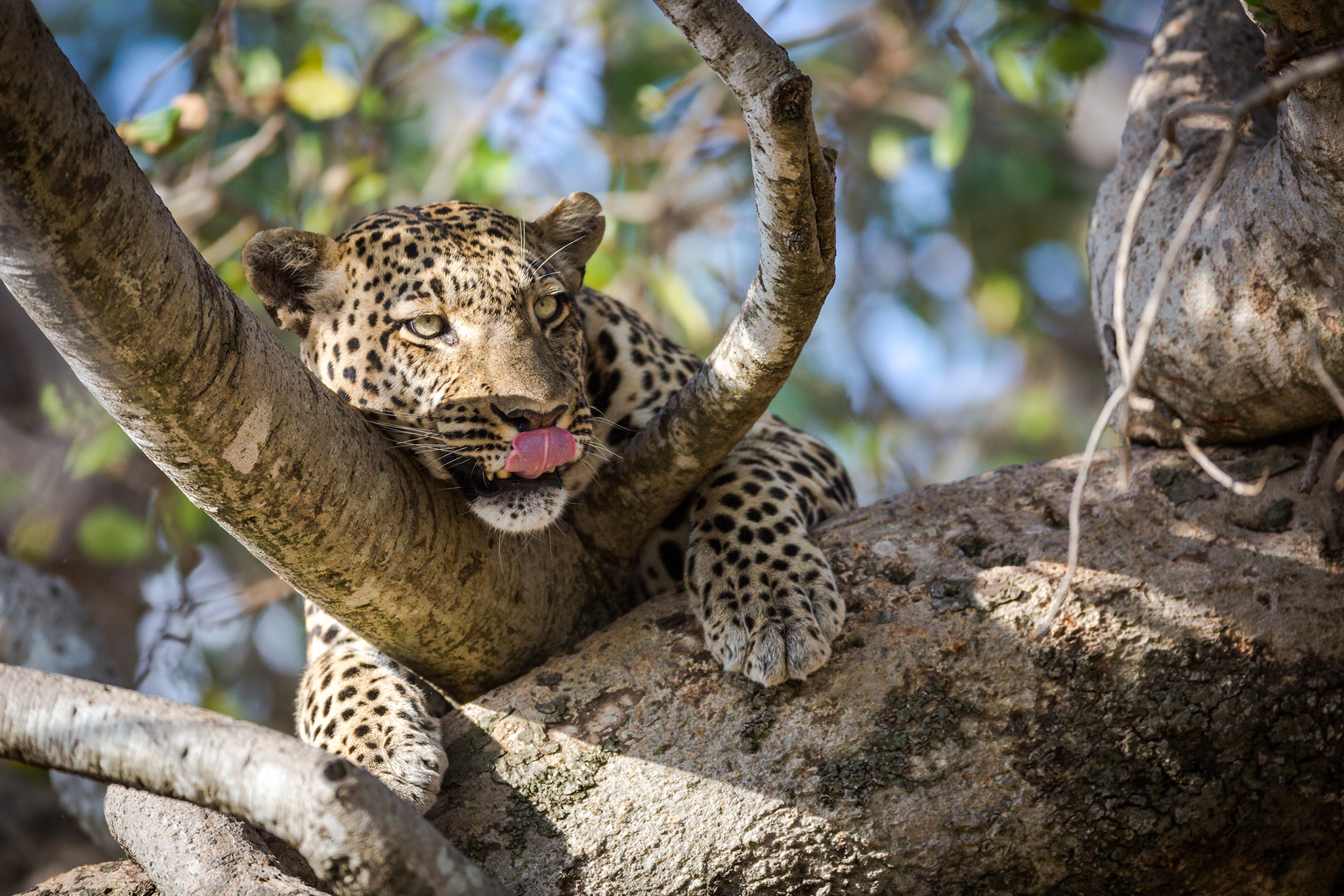 African Safari